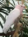 Major Mitchell's cockatoo with supine crest.