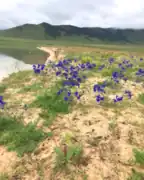 草原植物群