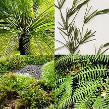 膜生植物的例子，左上： "Cycas circinalis"; 右上："Chara globularis"；左下：various mosses；右下："Polypodium virginianum"