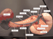 Arteries and veins around the pancreas and spleen.