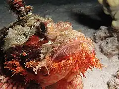 Tassled beard of S. oxycephala (Red Sea, Egypt)