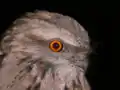 夜間的野鳥