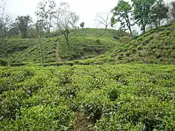 Tea Gardens of Srimongol