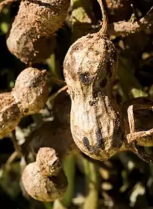 Mature peanut pod infected with pod rot caused by the fungus Thanatephorus cucumeris (syn:Rhizoctonia solani)