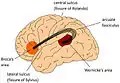 Arcuate fasciculus connects Broca's area and Wernicke's area. .