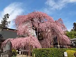 慈雲寺的枝垂櫻（山梨縣甲州市）