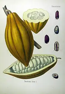 可可 (Theobroma cacao)