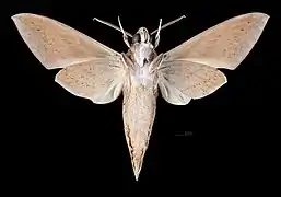 ♂  △ Theretra alecto