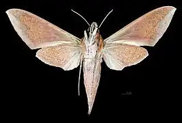 ♀  △ Theretra alecto