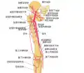 A schema of the arteries of the thigh.