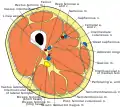 Cross-section through the middle of the thigh.