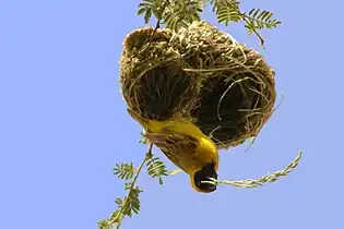 A 黑额织巢鸟 building his nest, Namibia