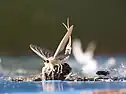 A mayfly is hatching on Tisza