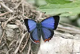 貝克彩灰蝶Heliophorus bakeri