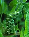 Tobacco hornworm caterpillar