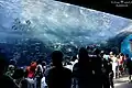 喬治亞水族館的熱帶礁脈展覽