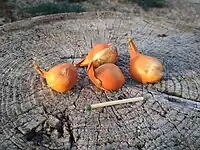 Bulbs of Tulipa humilis