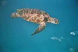 西密蘭群島海域的綠蠵龜