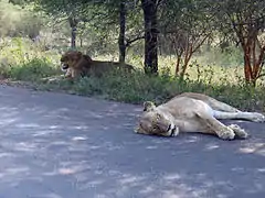 两个母狮捕猎未果后在休息