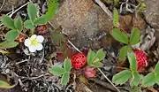 智利草莓（英语：）Chilean strawberry