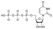 Chemical structure of uridine triphosphate