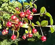 智利番石榴（英语：）Chilean guava