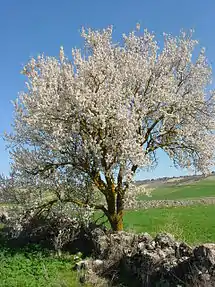 Tu Bishvat