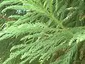 日本柳杉（Cryptomeria japonica）