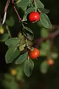 小葉越橘Red huckleberry