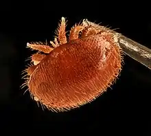 蜂蟹蟎（Varroa destructor，屬寄蟎總目）