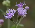 Vernonia cinerea in Talakona forest, in Chittoor District of Andhra Pradesh, India.