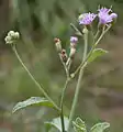 Vernonia cinerea in Talakona forest, in Chittoor District of Andhra Pradesh, India.