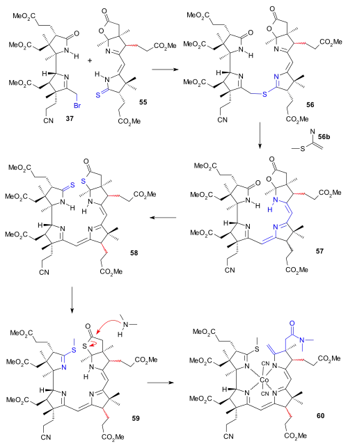 Vitamin B12 BCAD contruction