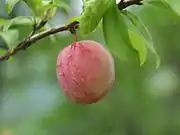 中國李Chinese plum