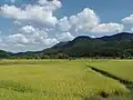 Autumn rice fields ready for harvesting - Wanju county near Gui Lake.  September, 2014.