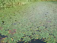 湖面的菱角田