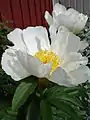 Paeonia lactiflora'White Wings'单瓣