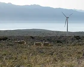 帕島上的風力發電廠