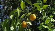 黃李Yellow plum