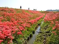 矢勝川的石蒜花