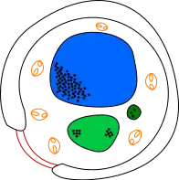 Yeast cell