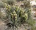 Yucca baccata