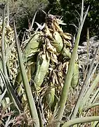 蕉絲蘭果（英语：）Banana yucca