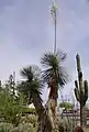 Yucca elata