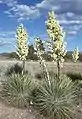 Yucca utahensis