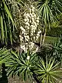 鳳尾蘭Yucca gloriosa