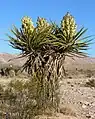 Yucca schidigera