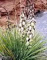 Yucca harrimaniae