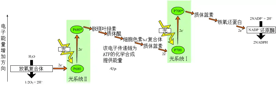 Z型反應