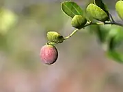 落拓棗（英语：）Wild jujube